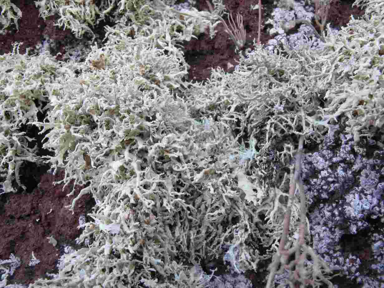[Ramalina confertula]